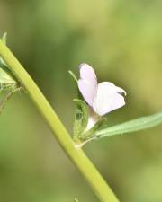 Fotografia da espécie Misopates calycinum