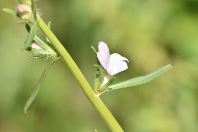 Fotografia da espécie Misopates calycinum