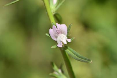 Fotografia da espécie Misopates calycinum