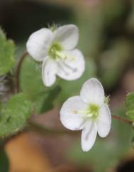 Veronica cymbalaria