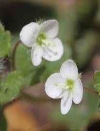 Fotografia da espécie Veronica cymbalaria