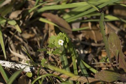 Fotografia da espécie Veronica cymbalaria