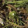Fotografia 2 da espécie Veronica cymbalaria do Jardim Botânico UTAD