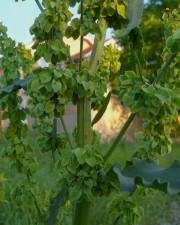 Fotografia da espécie Rumex longifolius