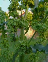 Rumex longifolius