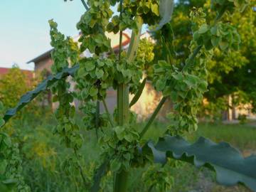 Fotografia da espécie Rumex longifolius