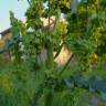 Fotografia 1 da espécie Rumex longifolius do Jardim Botânico UTAD