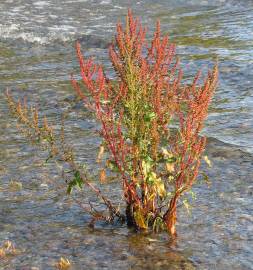 Fotografia da espécie Rumex longifolius