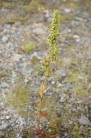 Fotografia da espécie Rumex longifolius