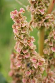 Fotografia da espécie Rumex longifolius