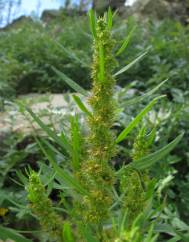 Rumex palustris