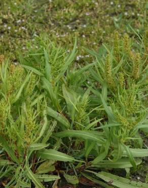 Fotografia 3 da espécie Rumex palustris no Jardim Botânico UTAD