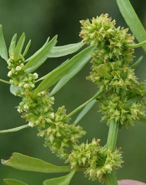 Fotografia 4 da espécie Rumex palustris no Jardim Botânico UTAD