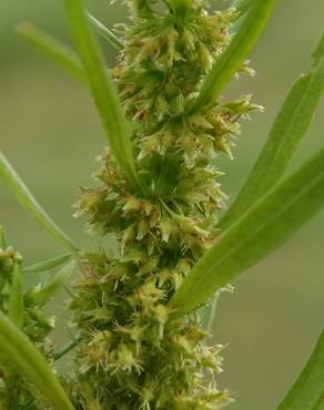 Fotografia 5 da espécie Rumex palustris no Jardim Botânico UTAD