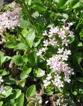 Fotografia 1 da espécie Valeriana montana no Jardim Botânico UTAD