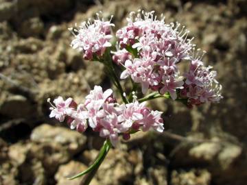 Fotografia da espécie Valeriana montana