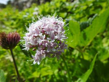 Fotografia da espécie Valeriana montana