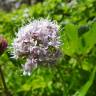 Fotografia 5 da espécie Valeriana montana do Jardim Botânico UTAD