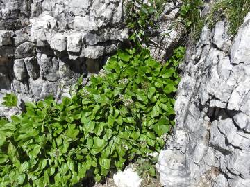 Fotografia da espécie Valeriana montana