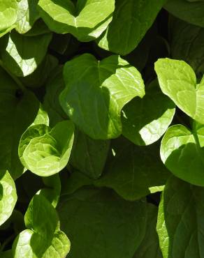 Fotografia 7 da espécie Valeriana montana no Jardim Botânico UTAD