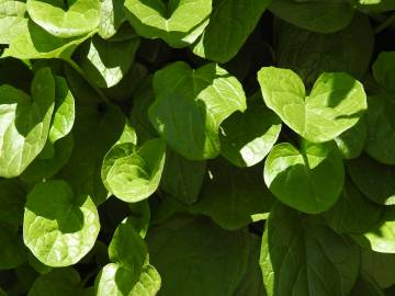 Fotografia da espécie Valeriana montana