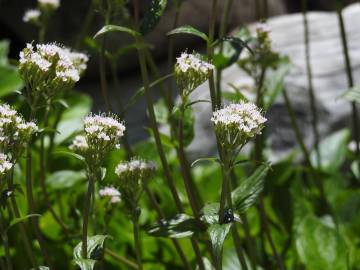 Fotografia da espécie Valeriana montana