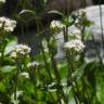 Fotografia 8 da espécie Valeriana montana do Jardim Botânico UTAD