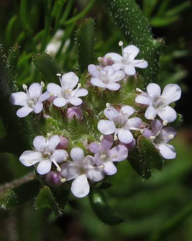 Fotografia de capa Valerianella discoidea - do Jardim Botânico