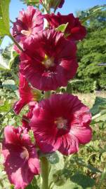 Fotografia da espécie Alcea rosea