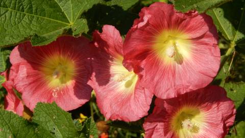 Fotografia da espécie Alcea rosea