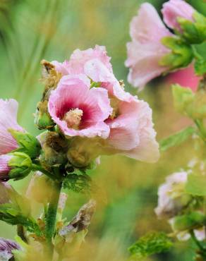 Fotografia 6 da espécie Alcea rosea no Jardim Botânico UTAD