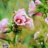 Fotografia 6 da espécie Alcea rosea do Jardim Botânico UTAD