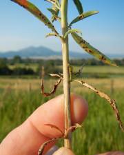 Fotografia da espécie Epilobium brachycarpum