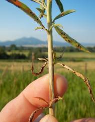 Epilobium brachycarpum