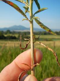 Fotografia da espécie Epilobium brachycarpum