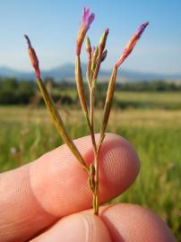 Fotografia da espécie Epilobium brachycarpum