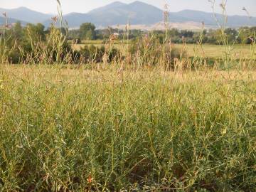 Fotografia da espécie Epilobium brachycarpum