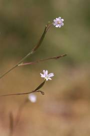 Fotografia da espécie Epilobium brachycarpum