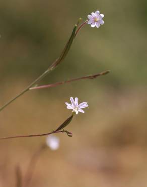 Fotografia 4 da espécie Epilobium brachycarpum no Jardim Botânico UTAD