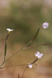 Fotografia da espécie Epilobium brachycarpum