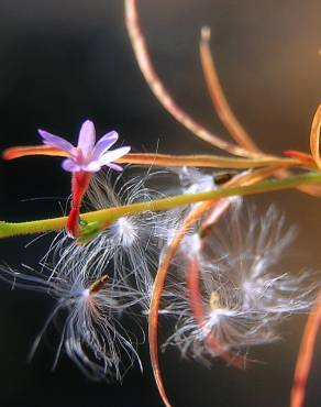 Fotografia 6 da espécie Epilobium brachycarpum no Jardim Botânico UTAD