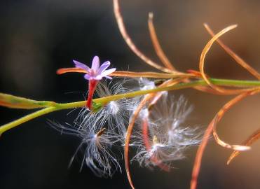 Fotografia da espécie Epilobium brachycarpum