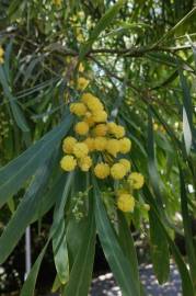 Fotografia da espécie Acacia pycnantha