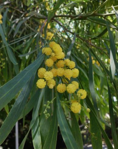 Fotografia de capa Acacia pycnantha - do Jardim Botânico