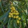 Fotografia 1 da espécie Acacia pycnantha do Jardim Botânico UTAD