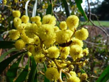 Fotografia da espécie Acacia pycnantha