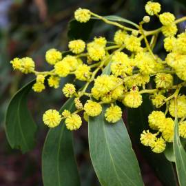 Fotografia da espécie Acacia pycnantha