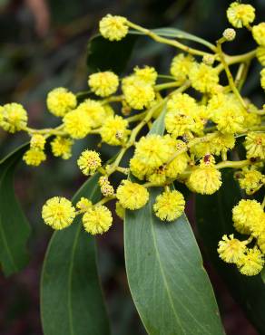 Fotografia 3 da espécie Acacia pycnantha no Jardim Botânico UTAD