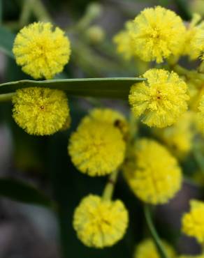 Fotografia 4 da espécie Acacia pycnantha no Jardim Botânico UTAD