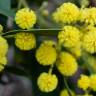 Fotografia 4 da espécie Acacia pycnantha do Jardim Botânico UTAD